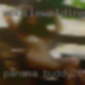 Panama buddy